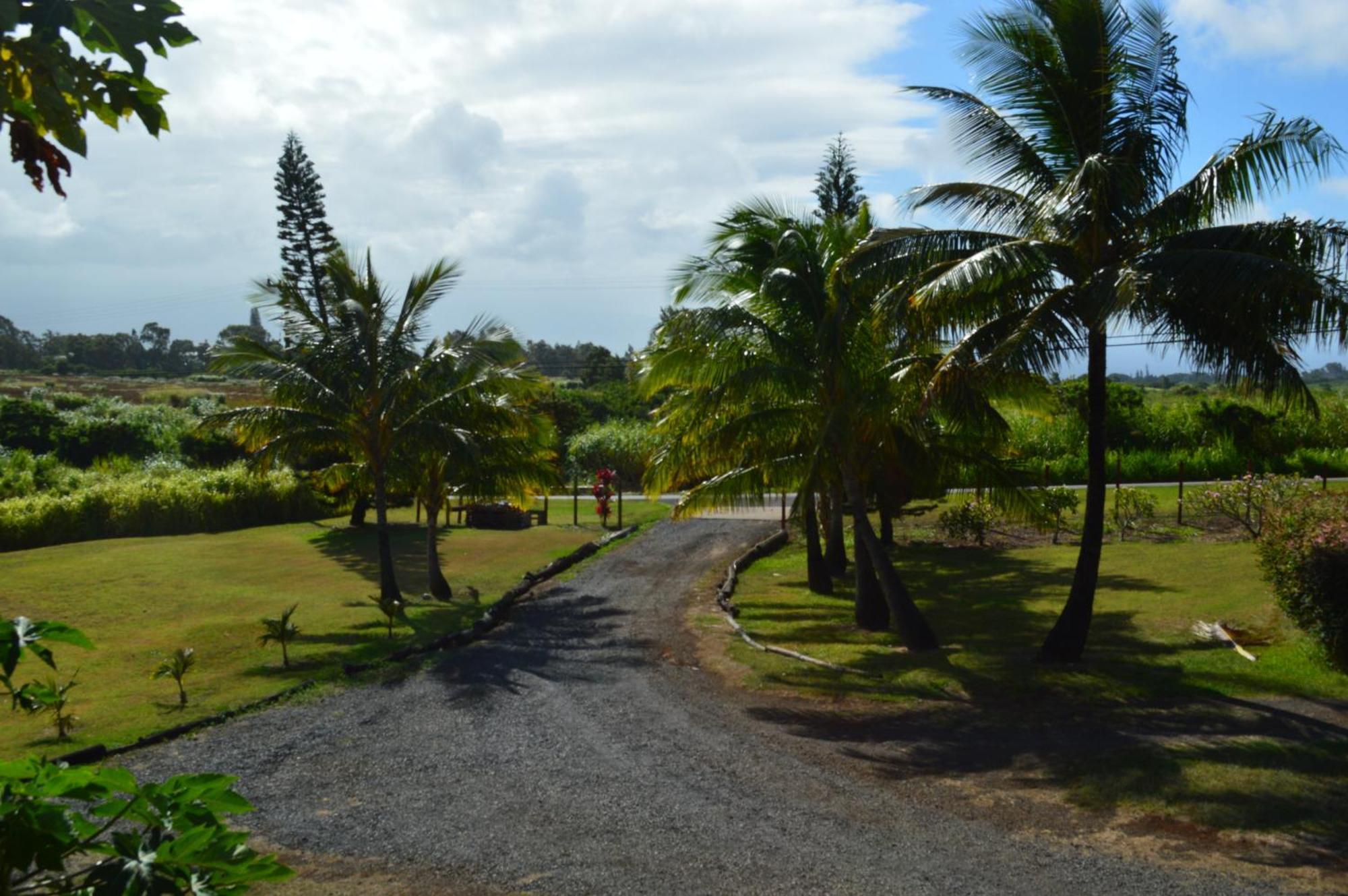 God'S Peace Of Maui Bed and Breakfast Makawao Rum bild