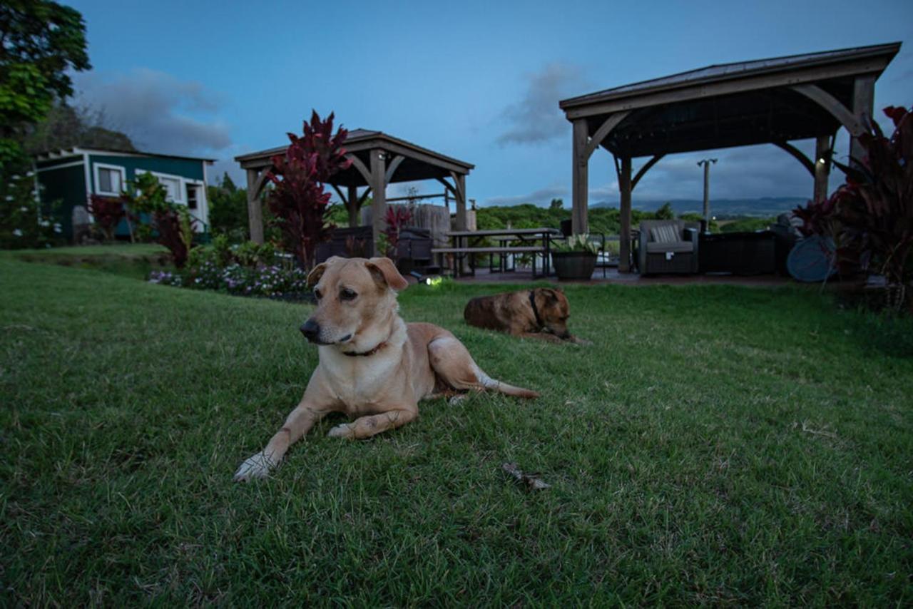 God'S Peace Of Maui Bed and Breakfast Makawao Exteriör bild
